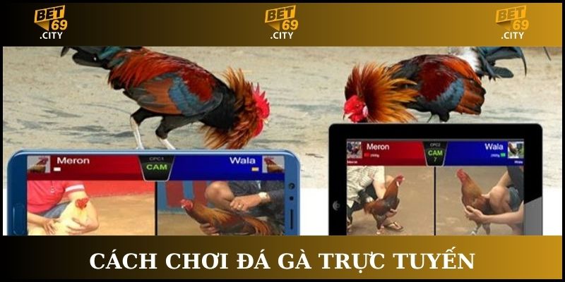 cách chơi đá gà trực tuyến