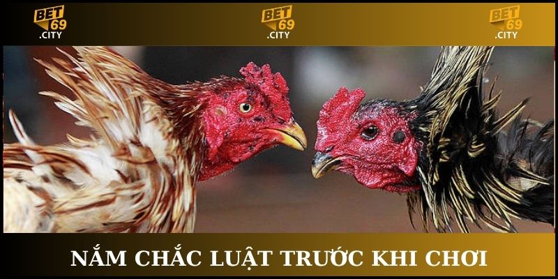 cách chơi đá gà trực tuyến nắm luật