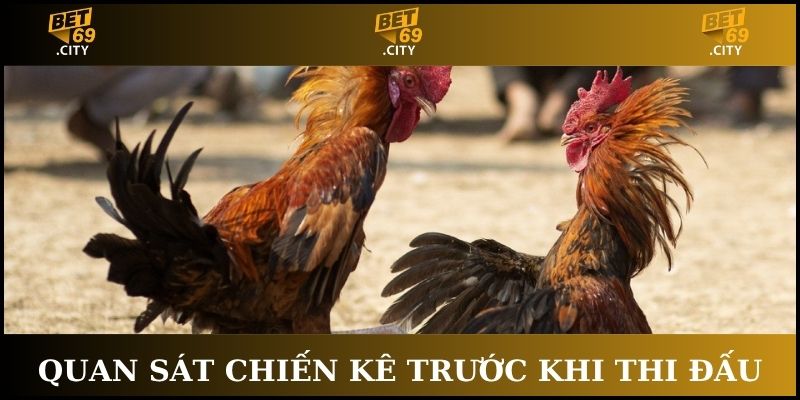cách chơi đá gà trực truyến quan sát trước đấu