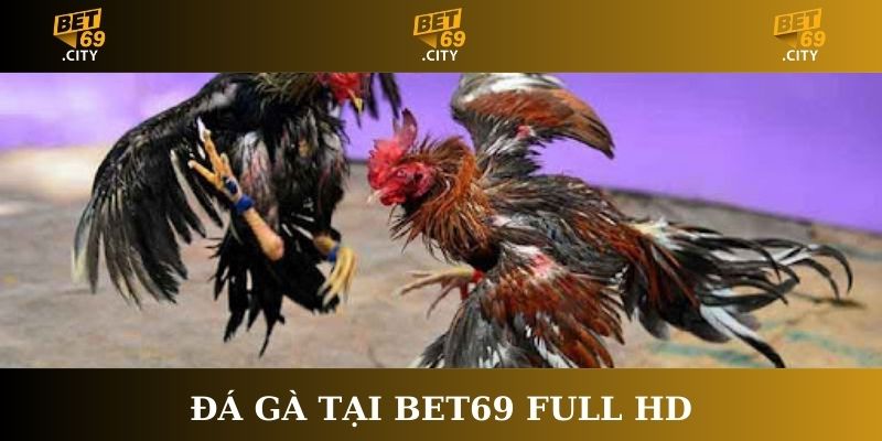 Đá gà tại Bet69 full HD