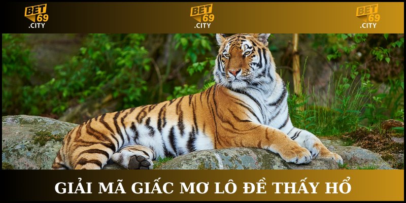 giải mã giấc mơ lô đề thấy hổ