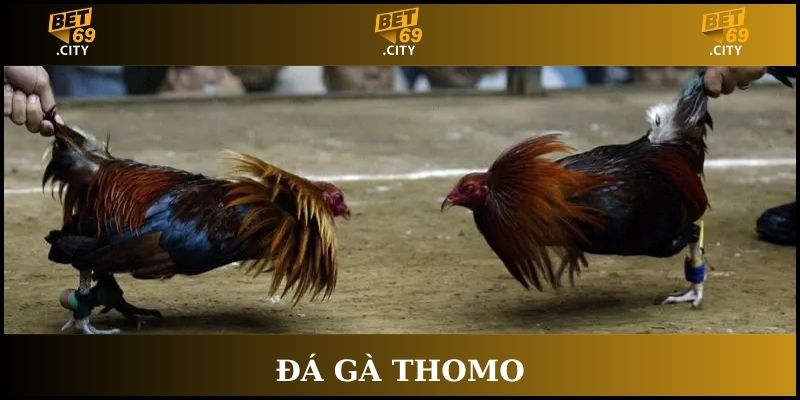 giới thiệu đá gà thomo